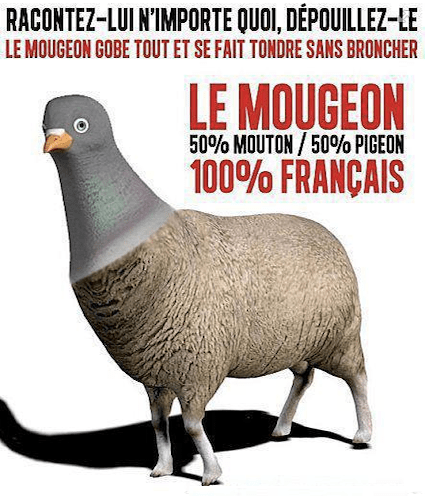 Le-mougeon-moitie-pigeon-moitie-mouton