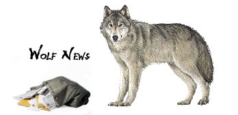 wolf news 2